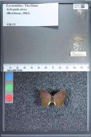 Media type: image;   Entomology 67719